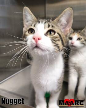 Nugget -  Domestic Short Hair Cat for Adoption in Maryville, Tennessee - Nugget | PetCurious