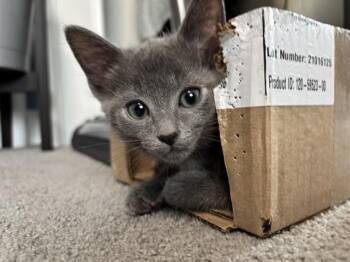 CONNER -  Domestic Short Hair Cat for Adoption in Louisville, Kentucky - CONNER | PetCurious