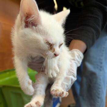 Snowball -  Domestic Short Hair Cat for Adoption in Lynchburg, Virginia - Snowball | PetCurious