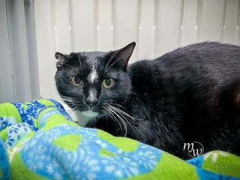 Domestic Short Hair Cats Available for Adoption - MARKEY | PetCurious