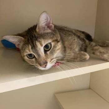 Nyla -  Domestic Short Hair Cat for Adoption in Elyria, Ohio - Nyla | PetCurious