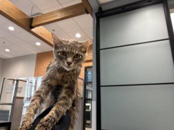 KYLIE -  Domestic Medium Hair Cat for Adoption in Rowlett, Texas - KYLIE | PetCurious
