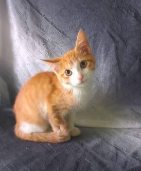 Flame 701 -  Domestic Short Hair Cat for Adoption - Flame 701 | PetCurious