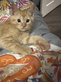 Thomas -  Domestic Short Hair Cat for Adoption in Parker, Colorado - Thomas | PetCurious