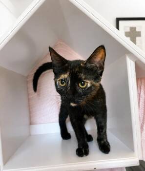 Monroe -  Tortoiseshell Cat for Adoption - Monroe | PetCurious
