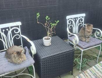 Albert & Freddie -  Domestic Short Hair Cat for Adoption in Lemoyne, Pennsylvania - Albert & Freddie | PetCurious
