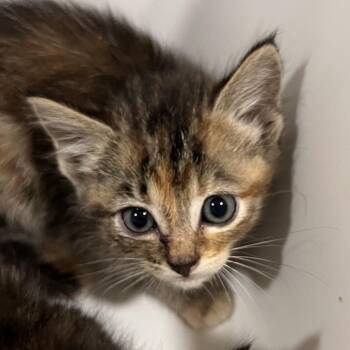 Chimp -  Domestic Medium Hair and Domestic Short Hair Cat for Adoption in Washburn, Missouri - Chimp | PetCurious