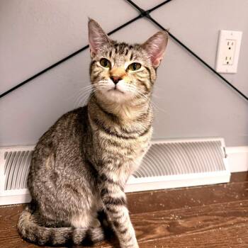 Domestic Short Hair Cats Available for Adoption in Green Bay, Wisconsin - Colton | PetCurious