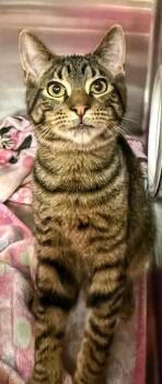 Domestic Short Hair Cats Available for Adoption - Conner | PetCurious