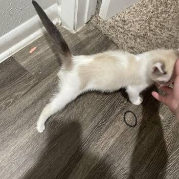 Paku-Chan -  Siamese Cat for Adoption in Santa Fe, Texas - Paku-Chan | PetCurious