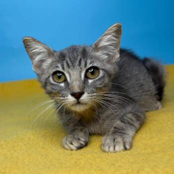 Gustavo -  Domestic Short Hair Cat for Adoption in San Antonio, Texas - Gustavo | PetCurious