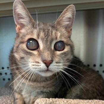 Milchig -  Domestic Short Hair Cat for Adoption in Norman, Oklahoma - Milchig | PetCurious