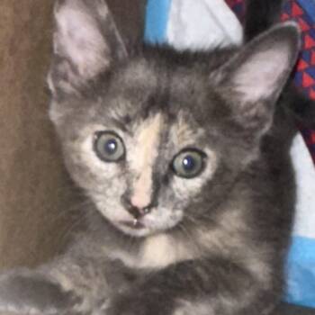 KITTENS - Dot1, Dot2, Precious, Windy, Kix (male) -  Dilute Tortoiseshell and Domestic Short Hair Cat for Adoption in Pensacola, Florida - KITTENS - Dot1, Dot2, Precious, Windy, Kix (male) | PetCurious