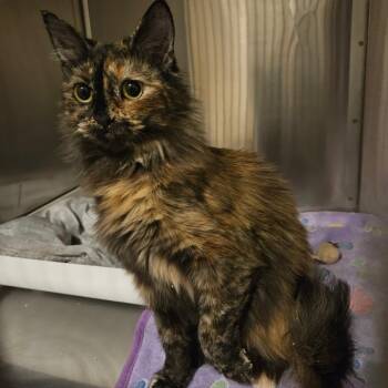 Sunset Peak Orr -  Domestic Long Hair Cat for Adoption in Eagle Mountain, Utah - Sunset Peak Orr | PetCurious