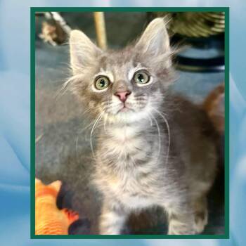 Rescue Domestic Medium Hair Cats for Adoption in Franklin, Indiana - Bear | PetCurious