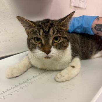 Lillabell -  Domestic Medium Hair Cat for Adoption in Charleston, West Virginia - Lillabell | PetCurious