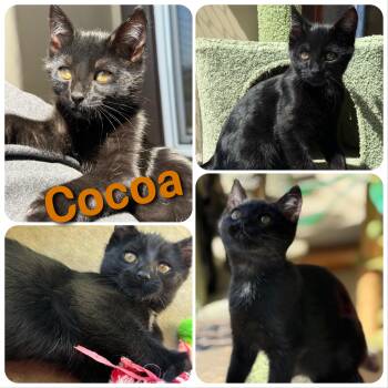 Domestic Short Hair Cats Available for Adoption in Hollister, California - Cocoa | PetCurious