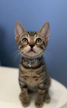 Mario -  Domestic Short Hair Cat for Adoption in Orlando, Florida - Mario | PetCurious