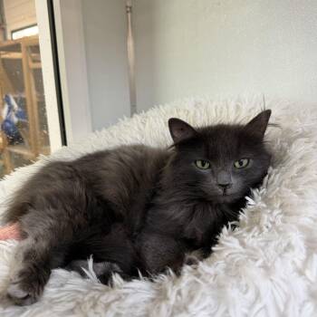 Domestic Long Hair Cats Available for Adoption - Isha | PetCurious