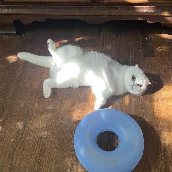 Rescue Scottish Fold Cats for Adoption in Federalsburg, Maryland - Sukara | PetCurious