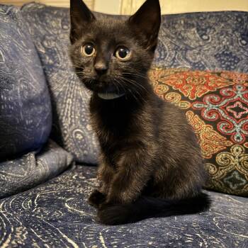 Wee Willy -  Domestic Short Hair Cat for Adoption in Portland, Oregon - Wee Willy | PetCurious