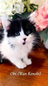Obi (Wan Kenobi) -  Domestic Long Hair Cat for Adoption in Saginaw, Michigan - Obi (Wan Kenobi) | PetCurious