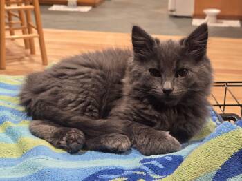 Cirrus -  Domestic Long Hair Cat Available for Adoption in Maple Valley, Washington - Cirrus | PetCurious