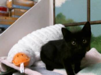 Domestic Short Hair Cats Available for Adoption in Houston, Texas - ROSS | PetCurious