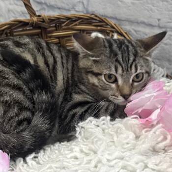 Boo -  Domestic Short Hair Cat for Adoption in Harrisonburg, Virginia - Boo | PetCurious