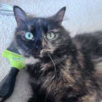 Blaire -  Domestic Long Hair Cat for Adoption in Gibsonia, Pennsylvania - Blaire | PetCurious