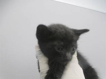 SPARKY -  Domestic Short Hair Cat for Adoption in Ocala, Florida - SPARKY | PetCurious