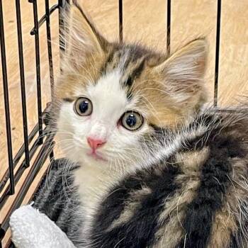 Vasilisa -  Domestic Long Hair Cat for Adoption in Lyndhurst, Virginia - Vasilisa | PetCurious