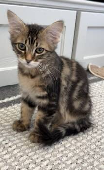 Siberian and Maine Coon Cats Available for Adoption in Spring, Texas - Milky Way | PetCurious
