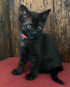 Domestic Short Hair Cats Available for Adoption in Camarillo, California - JEWEL | PetCurious