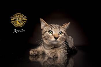 Apollo 3 -  Domestic Short Hair Cat for Adoption in Riverside, California - Apollo 3 | PetCurious