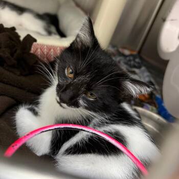 Lutefisk -  Domestic Short Hair Cat for Adoption in Detroit Lakes, Minnesota - Lutefisk | PetCurious