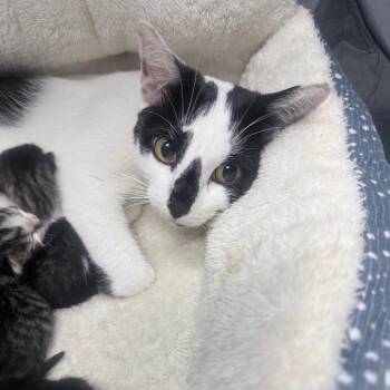 Rue -  Domestic Short Hair Cat for Adoption in Jupiter, Florida - Rue | PetCurious