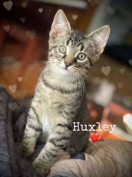 Huxley -  Domestic Short Hair Cat for Adoption in Dansville, New York - Huxley | PetCurious