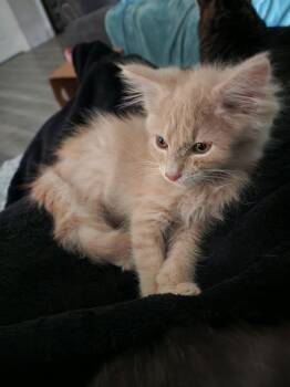Tad -  Domestic Long Hair Cat for Adoption in Houghton Lake, Michigan - Tad | PetCurious