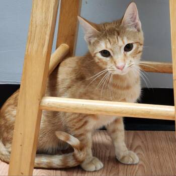 Rescue Domestic Short Hair Cats for Adoption in Webster, Texas - Garfield (Formerly Cinnamon) | PetCurious