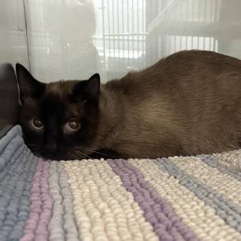 Siamese Cats Available for Adoption - Cheech | PetCurious