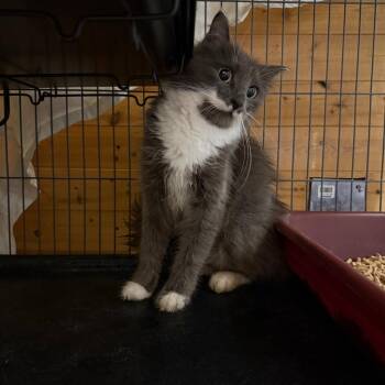 Presley -  Domestic Short Hair Cat for Adoption in Meadow Lake, Saskatchewan - Presley | PetCurious