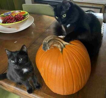 Rescue Domestic Short Hair Cats for Adoption in Pointe-claire, Quebec - Cali And Oswald- Dual Adoption Only | PetCurious