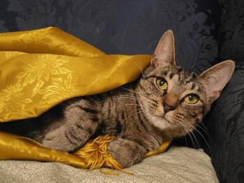 Rescue Domestic Short Hair Cats for Adoption in Ellijay, Georgia - Chickpea | PetCurious