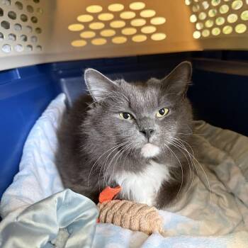 Domestic Medium Hair Cats Available for Adoption in Berkeley, California - Bento | PetCurious