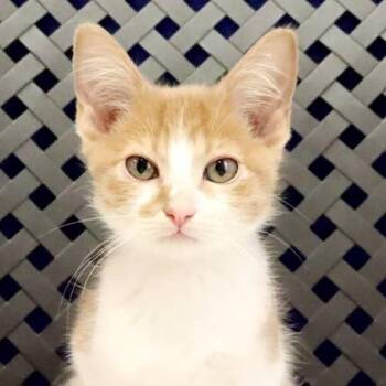 Tinky -  Domestic Short Hair Cat for Adoption in Fort Davis, Texas - Tinky | PetCurious