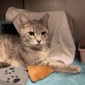 Domestic Short Hair Cats Available for Adoption in Edwardsville, Illinois - Lilac | PetCurious