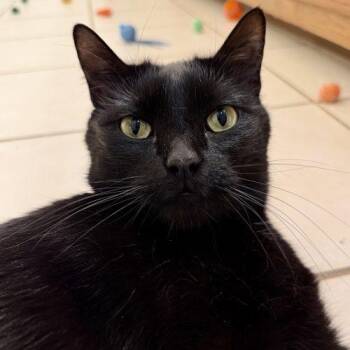 Barnabus -  Domestic Short Hair Cat for Adoption in Knoxville, Tennessee - Barnabus | PetCurious