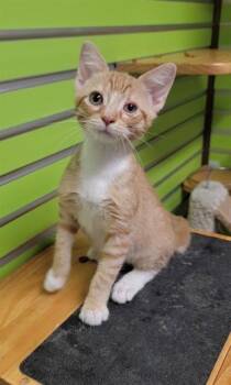 SPARROW -  Domestic Short Hair Cat for Adoption in St. Peters, Missouri - SPARROW | PetCurious