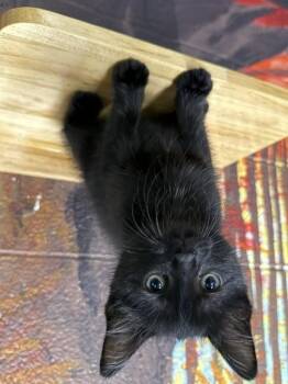 RILEY -  Domestic Short Hair Cat Available for Adoption - RILEY | PetCurious